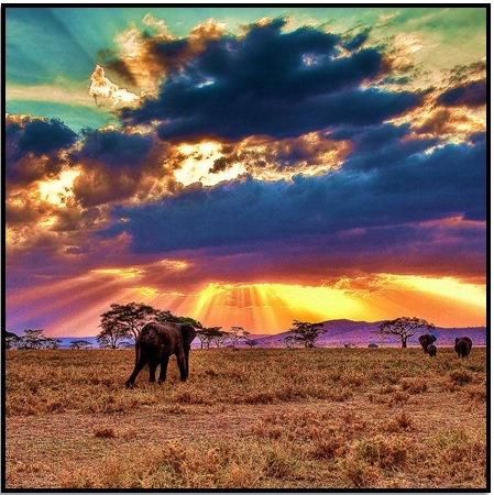 Afrika’da Safariye Git