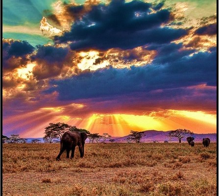 Afrika’da Safariye Git