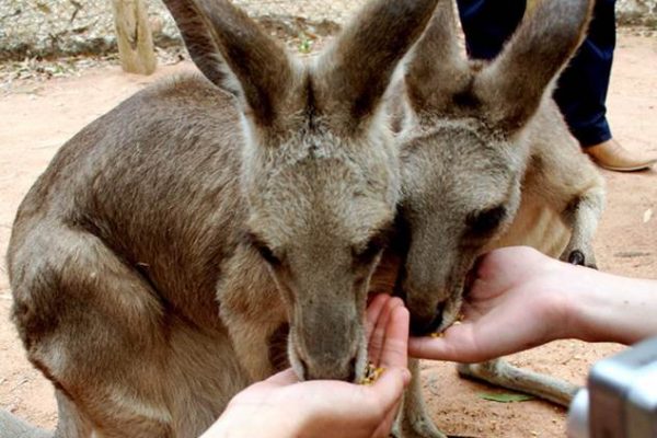 Avustralya-Kanguru-Bölgesi