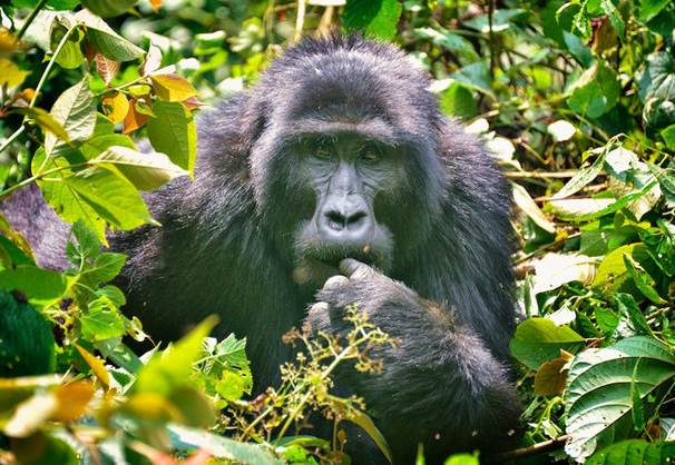 Uganda - Gorilla Safarisi