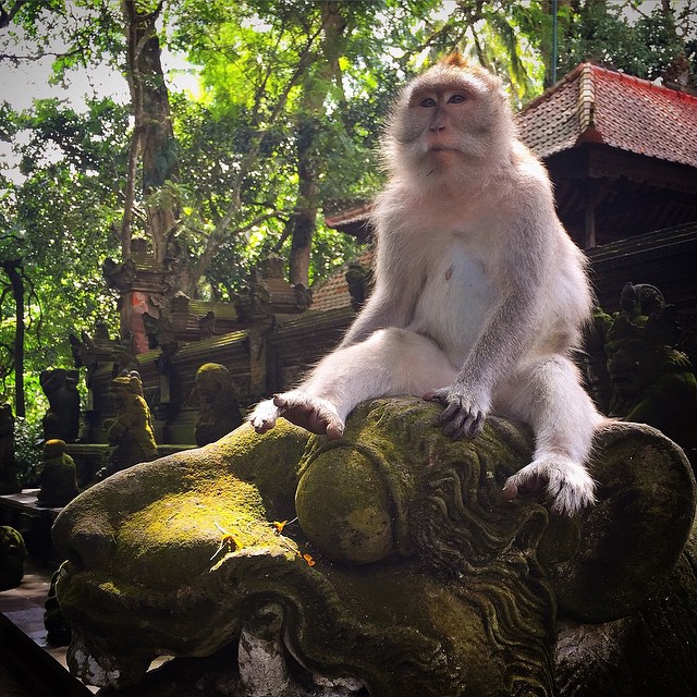 Endonezya - Bali - Ubud - Maymun Ormanı