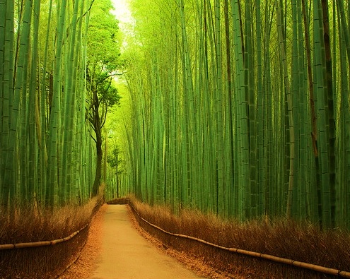 Bamboo Ormanı, Japonya
