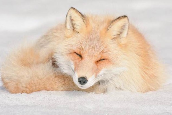 En tatlı hayvanlar - Hokkaido Kırmızı Tilki