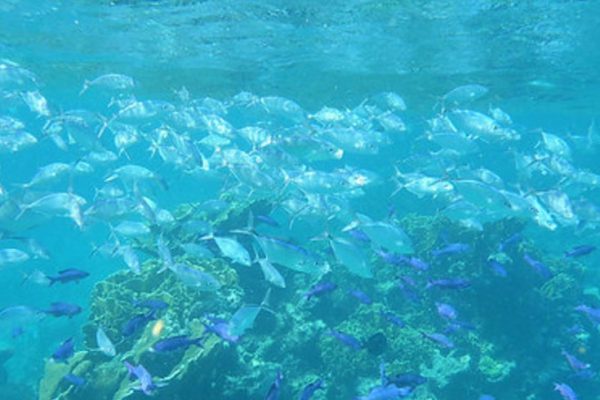 Yok-Olan-Güzellikler-Belize-Resif-Bariyer-Sistemi