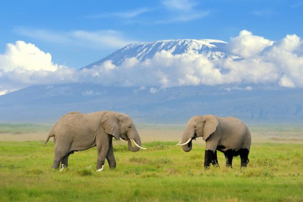 Tanzanya-Kilimanjaro-Dağı