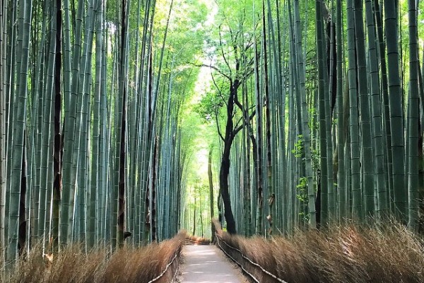 Japonya Kyoto - Arashiyama Bambu Ormanı